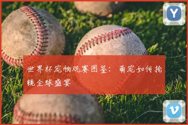 世界杯宠物观赛图鉴：萌宠如何抢镜全球盛宴