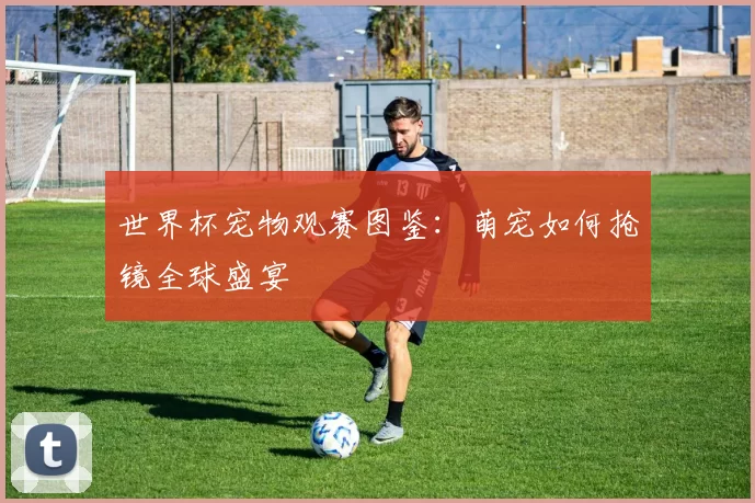 世界杯宠物观赛图鉴：萌宠如何抢镜全球盛宴